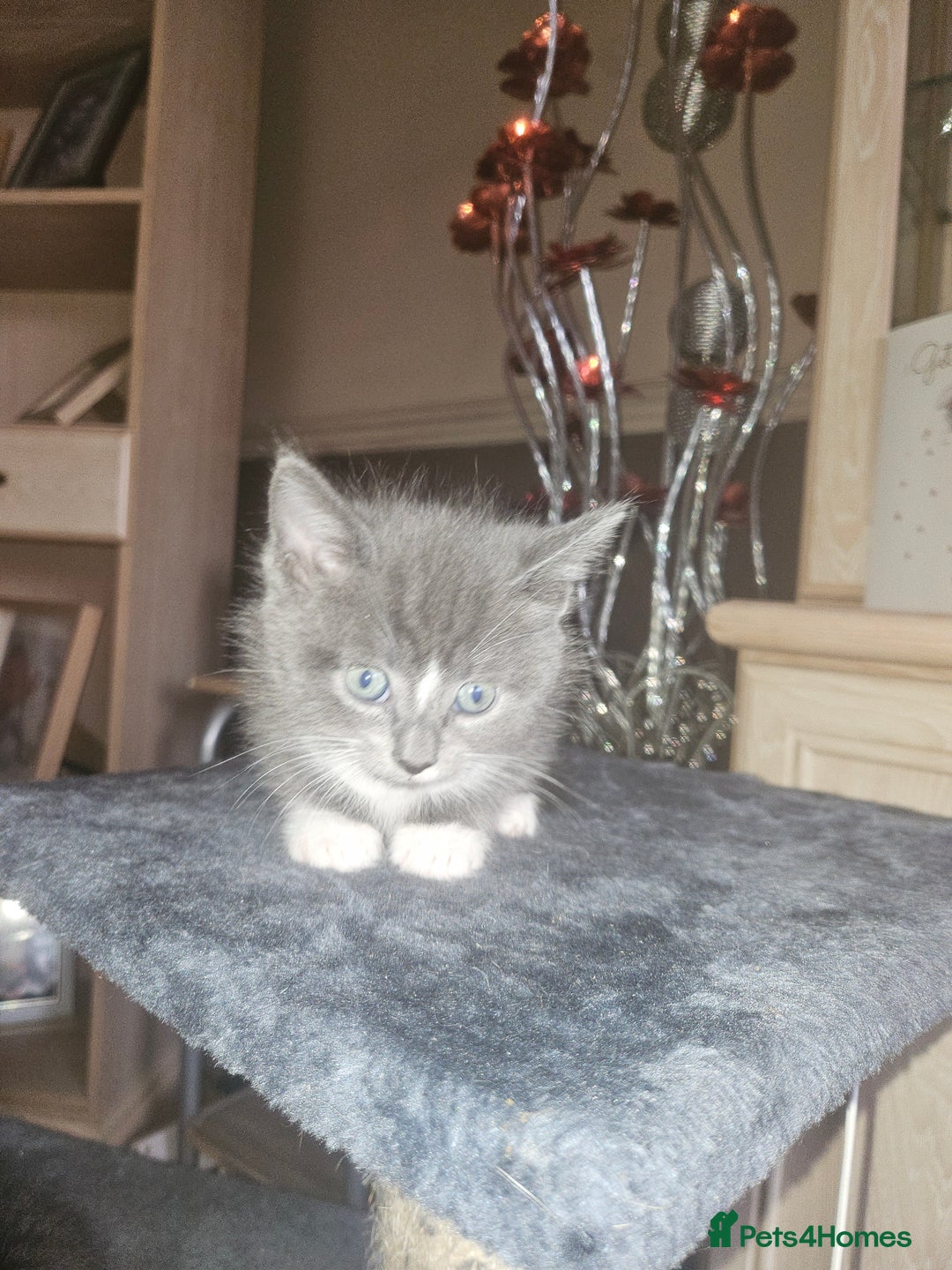 British Shorthair cats for sale: Beautiful kittens looking for loving homes  - Image 4