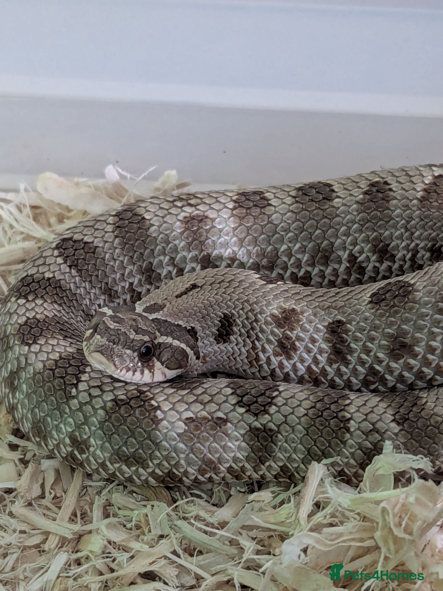 Mixed Breed reptiles Western hognose snakes - Advert 8