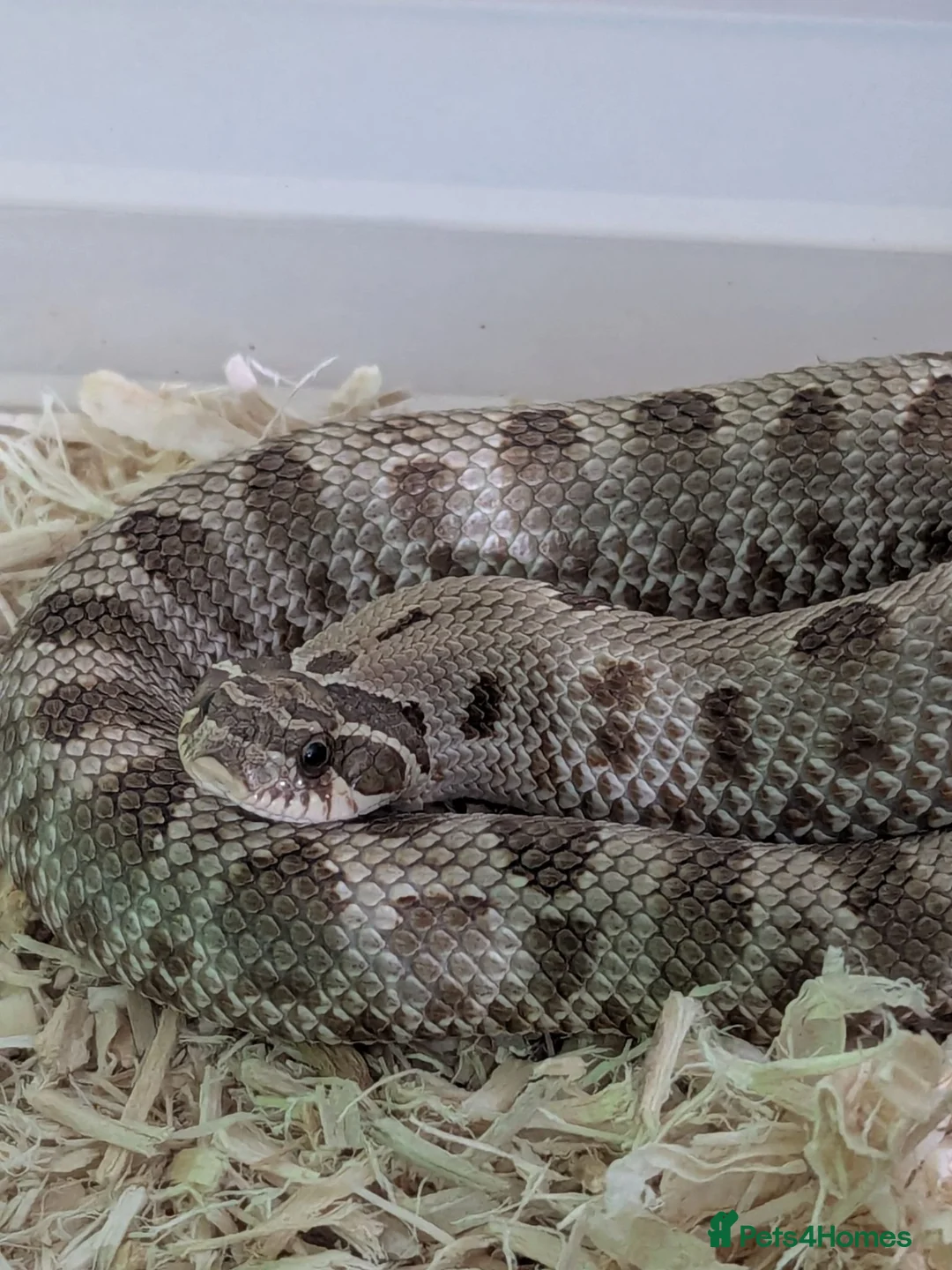 Mixed Breed reptiles for sale: Various snakes and reptiles looking for good homes - Advert 2
