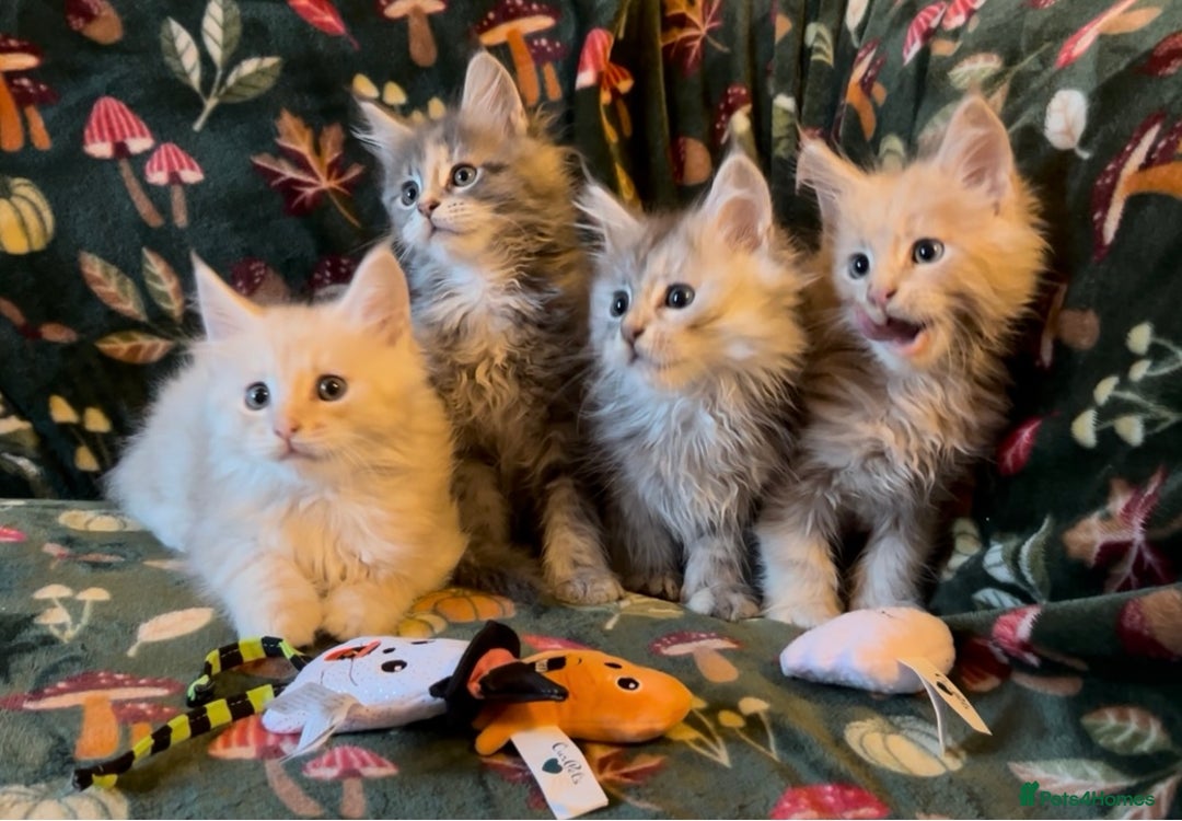 Maine Coon cats for sale: Maine Coon Kittens TICA  - Image 19