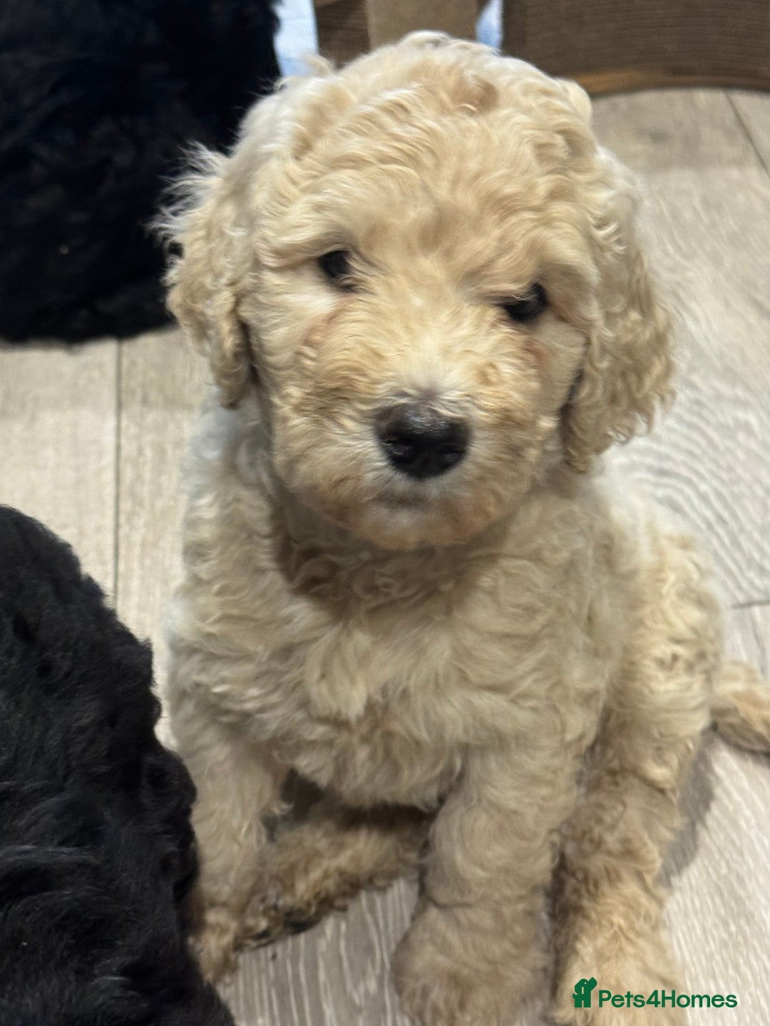 Goldendoodle dogs for sale: Golden doodle F1B stunning puppies  - Image 15