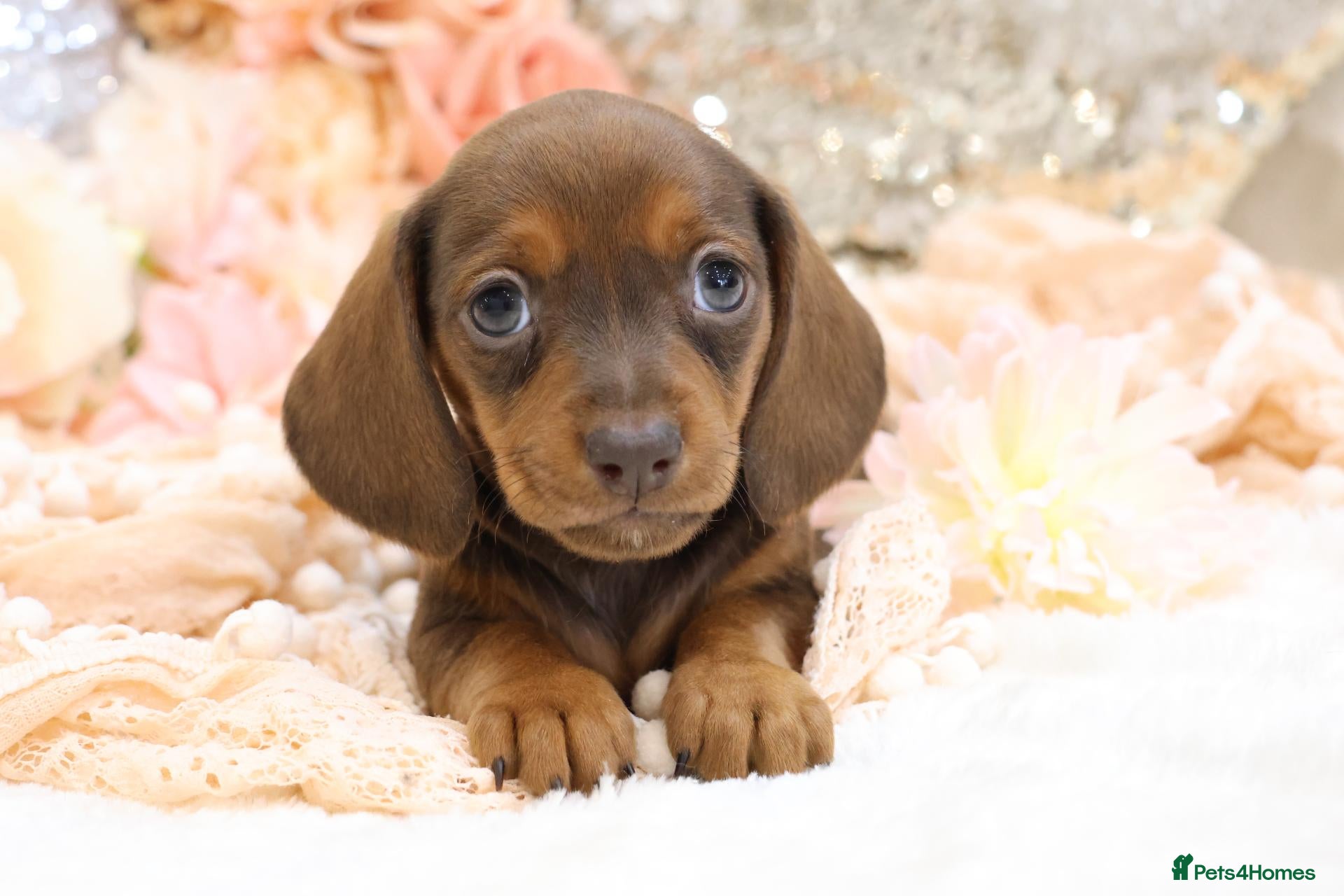 Miniature Dachshund dogs KC Miniature Dachshund Puppies - Advert 7