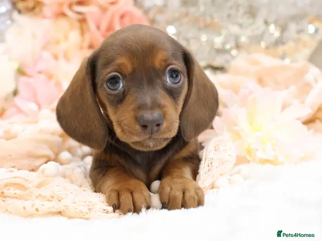 Miniature Dachshund dogs KC Miniature Dachshund Puppies - Advert 3