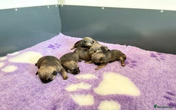 Border Terrier dogs for sale: Border Terriers - Image 4