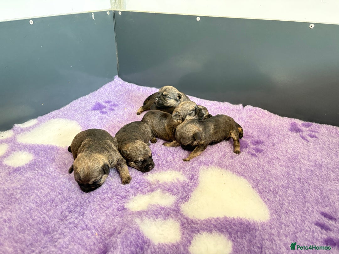 Border Terrier dogs for sale: Border Terriers - Image 4
