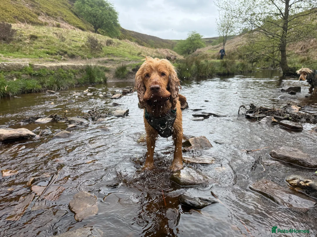 Cocker Spaniel dogs for stud: Show Type Cocker Spaniel For Stud  - Advert 1