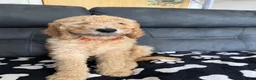 Goldendoodle dogs for sale: Beautiful golden doodle puppies for sale  - Advert 13