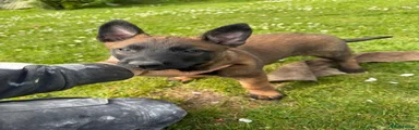 Belgian Shepherd Dog Puppy yellow