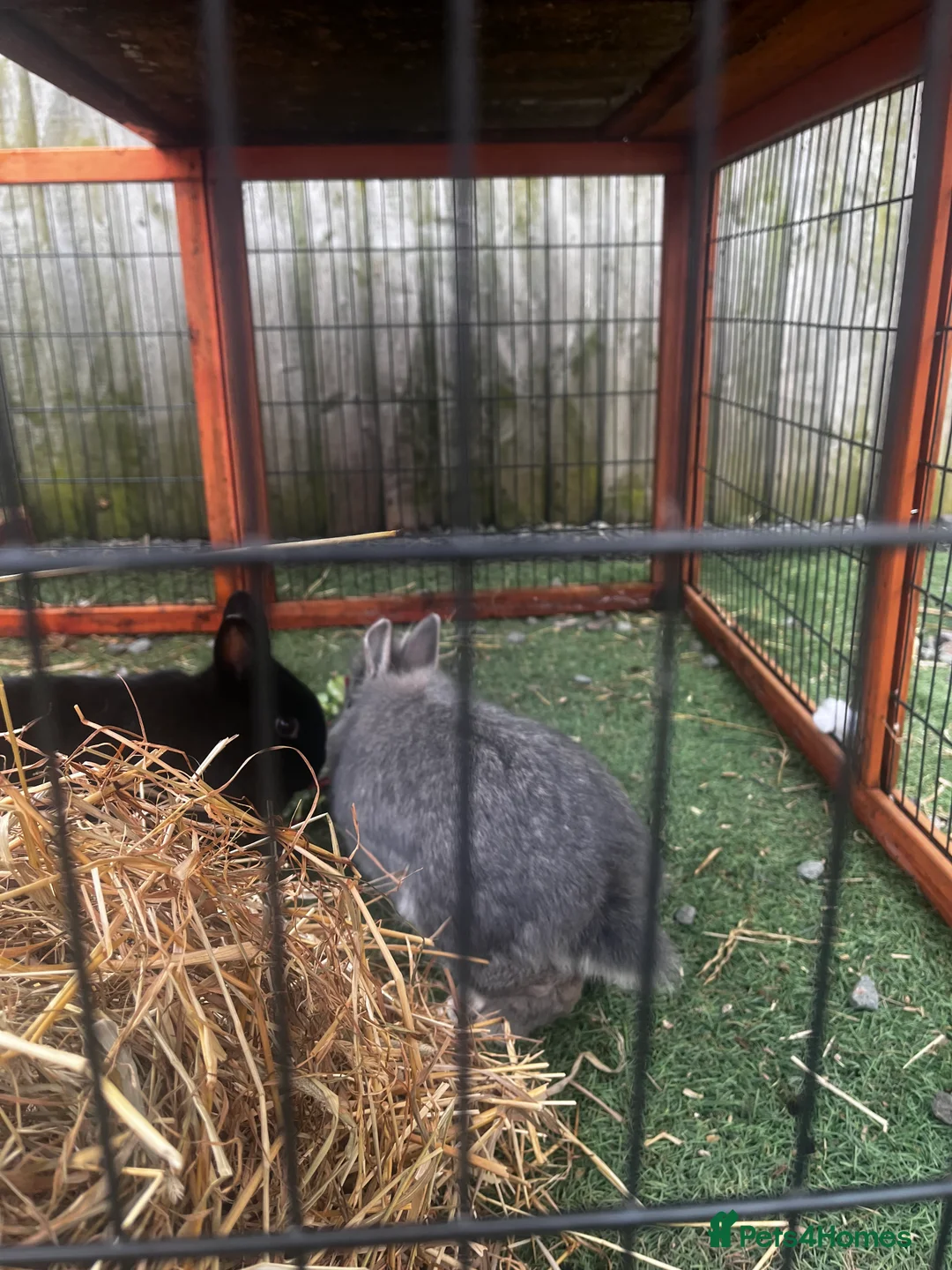 Mixed Breed rabbits for sale: 2 rabbits for sale  - Advert 4