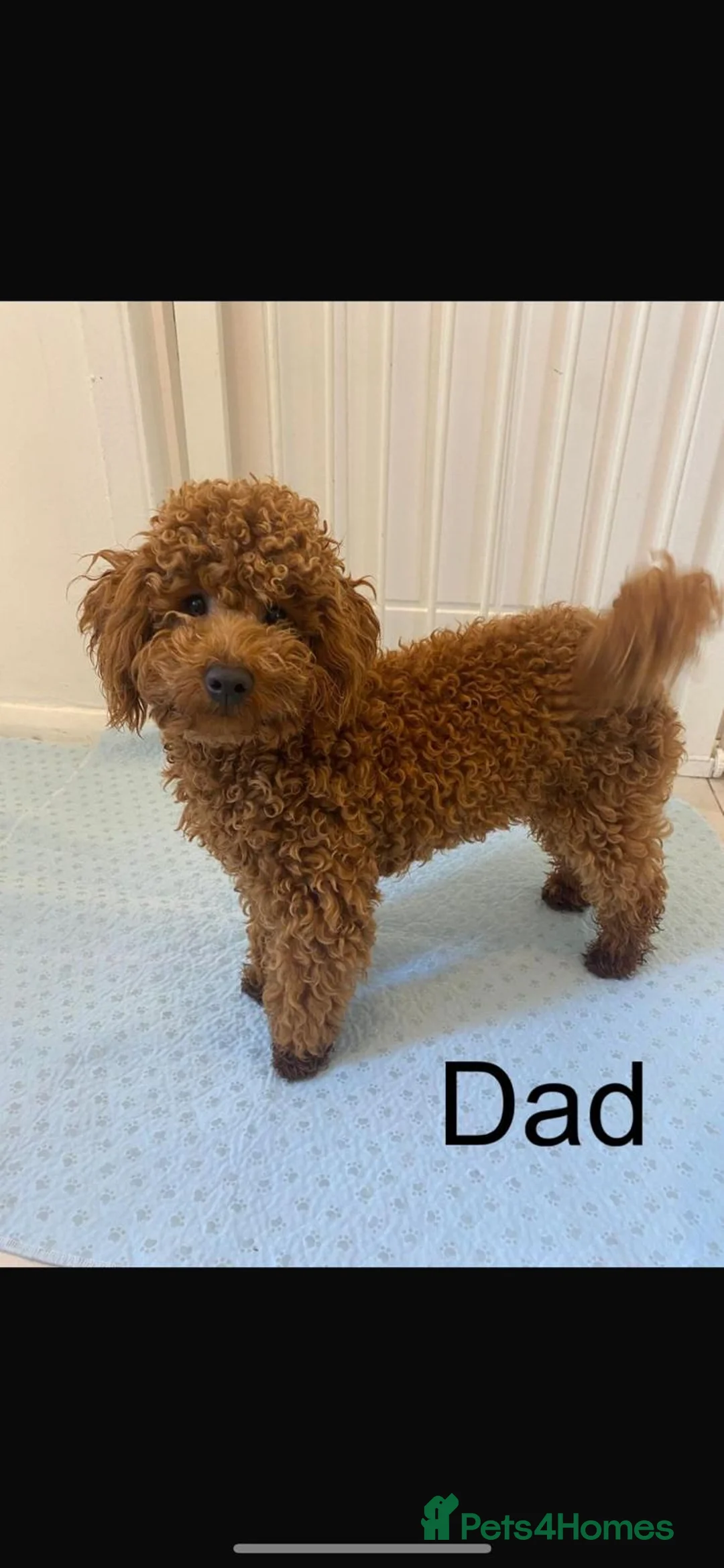 Toy Poodle dogs for stud: Fully health tested red toy poodle for STUD  - Advert 1