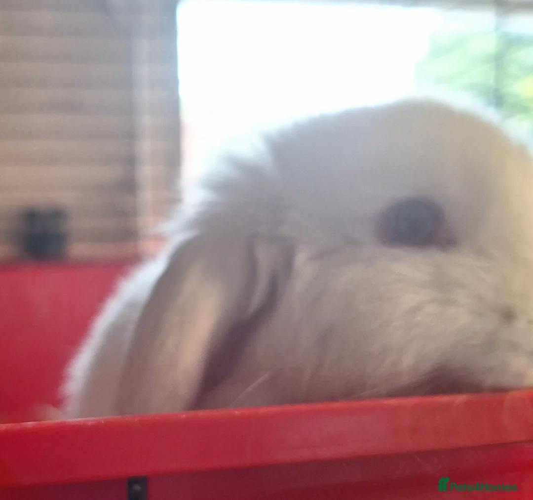 Dwarf Lop rabbits for sale: 2 adorable boy fluffs looking for their new homes - Advert 2