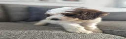 Cockapoo dogs for sale: 5x beautiful F1 cockapoo puppies  in Newbury - Advert 17