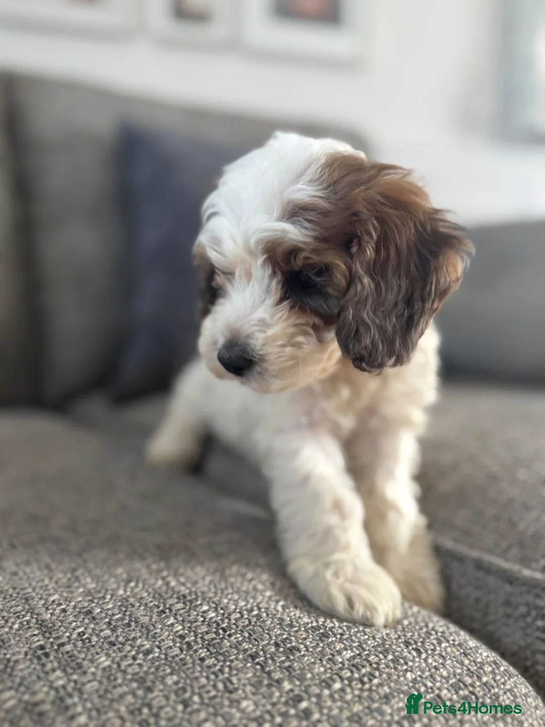 Cockapoo dogs for sale: 5x beautiful F1 cockapoo puppies  in Newbury - Advert 17