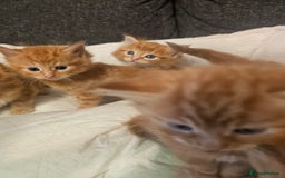Maine Coon cats for sale: Maine Coone  - Image 10