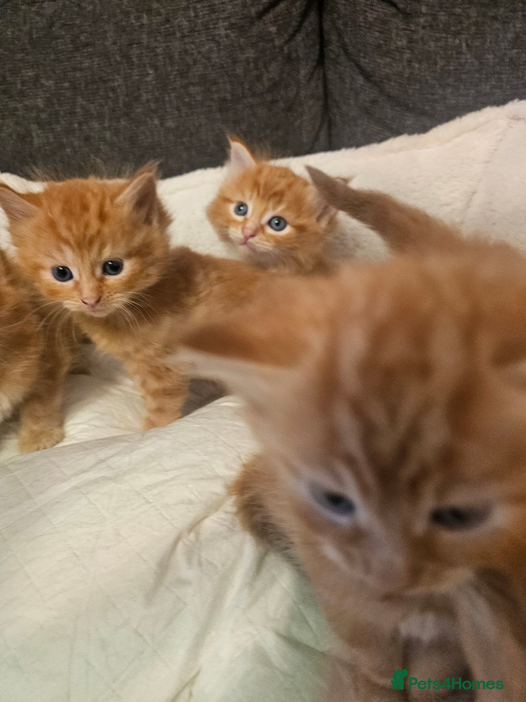 Maine Coon cats for sale: Maine Coone  - Image 10
