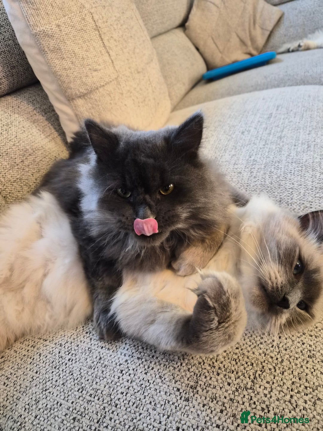 Siberian cats for sale: Gorgeous siberian kitten - Advert 3