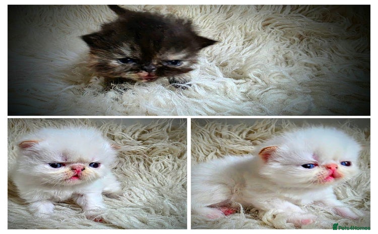 Persian cats - Advert 7