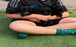 Cockapoo dogs for sale: Cockapoo puppy’s boys/girls - Image 7