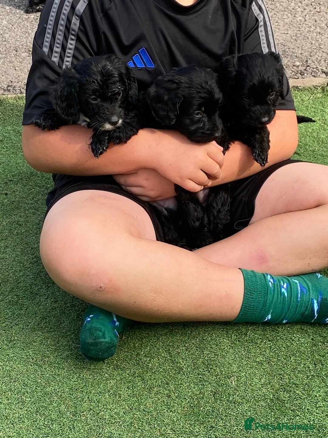 Cockapoo dogs for sale: Cockapoo puppy’s boys/girls - Image 7