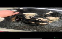 Dachshund dogs for sale: Tiny long haired piebald dachshunds for sale ! - Image 27