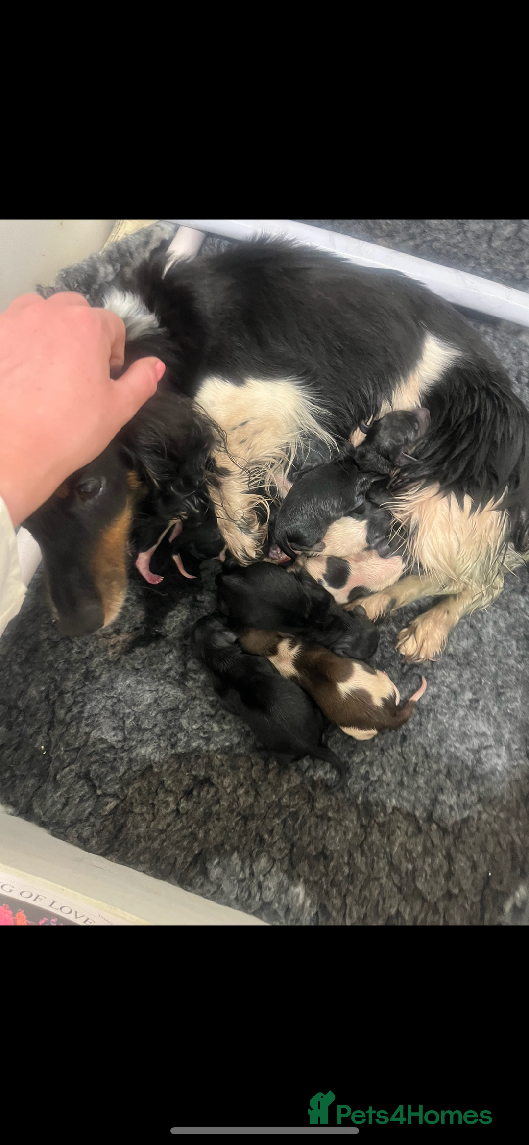 Dachshund dogs for sale: Tiny long haired piebald dachshunds for sale ! - Image 27