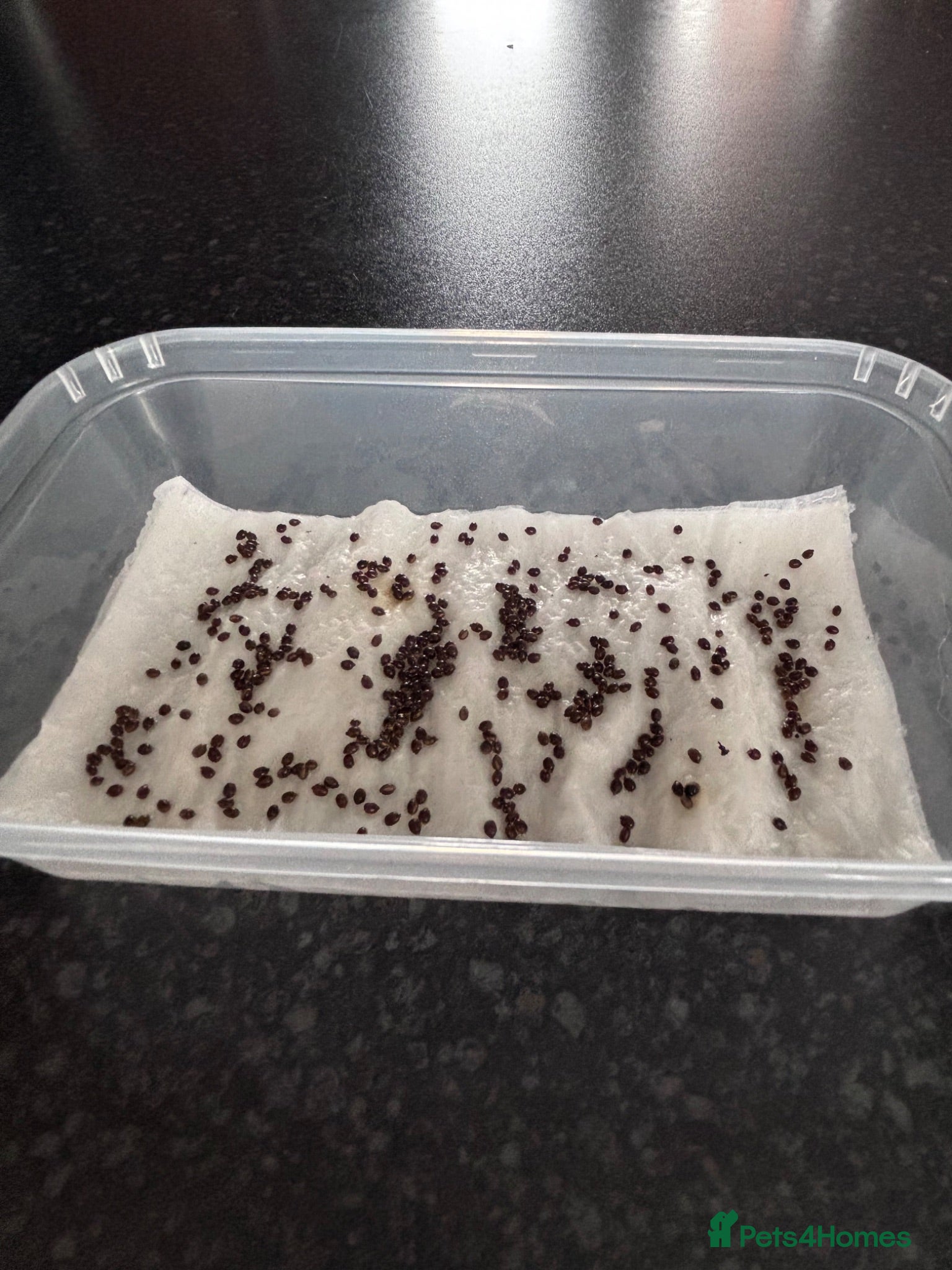 Mixed Breed reptiles 10 Indian stick insects eggs - Advert 3