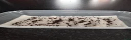 Mixed Breed reptiles for sale: 10 Indian stick insects eggs in Hull - Advert 1