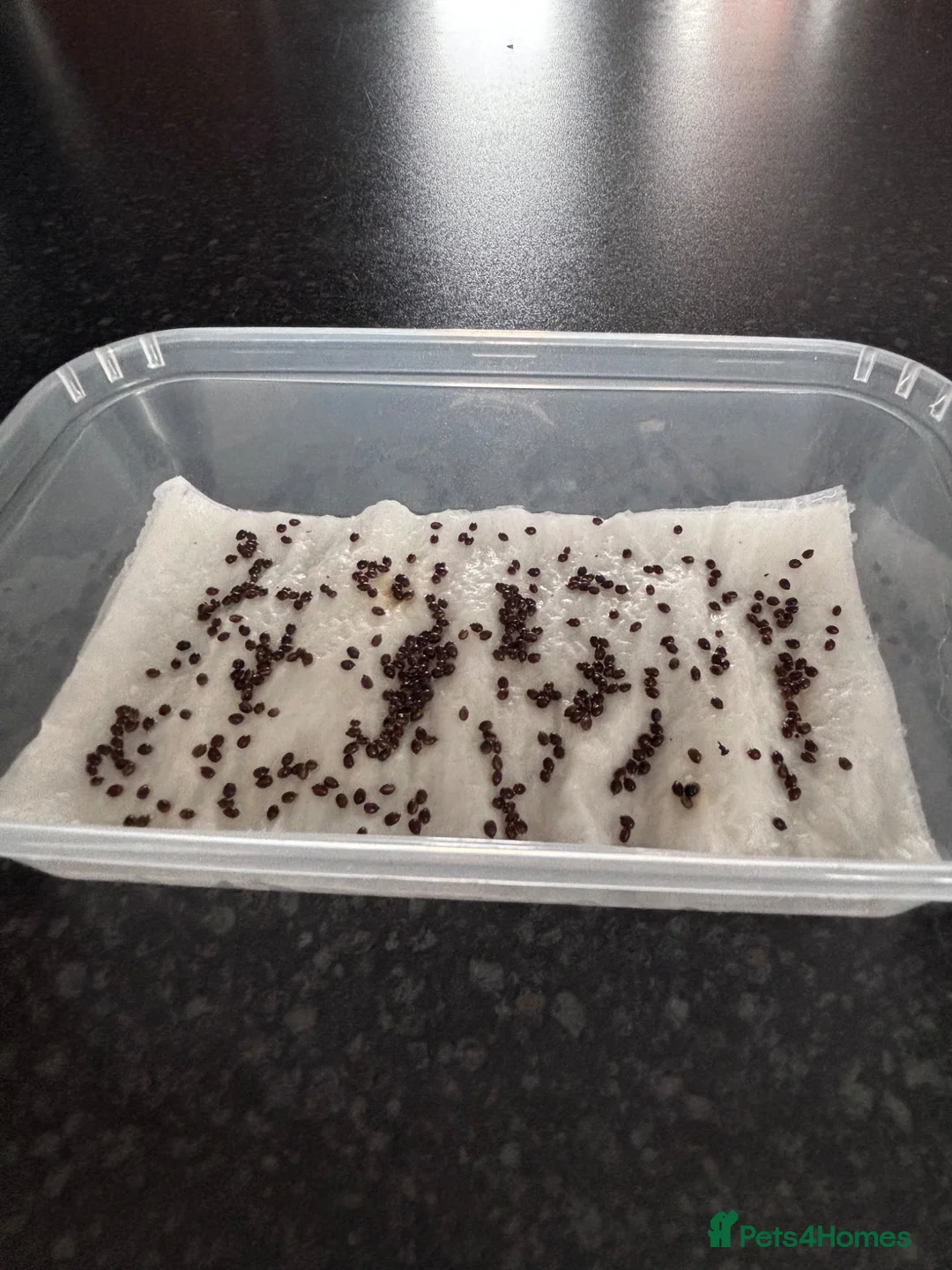 Mixed Breed reptiles for sale: 10 Indian stick insects eggs in Hull - Advert 1