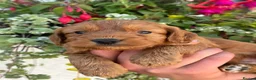 Miniature Poodle dogs for stud: Deep red miniature poddle for stud  - Advert 6