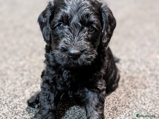 Cockapoo dogs Cockerpoo Puppies - Advert 1