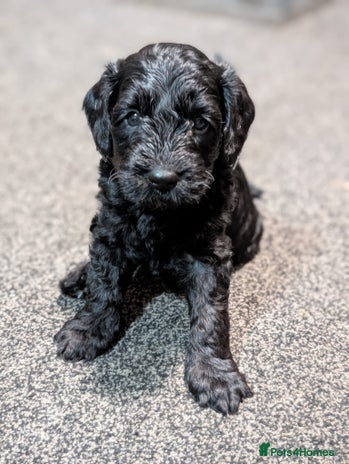 Cockapoo dogs Cockerpoo Puppies - Advert 6