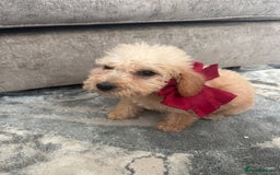 Jackapoo dogs for sale: Cream jackapoos f1b short legged  - Image 12