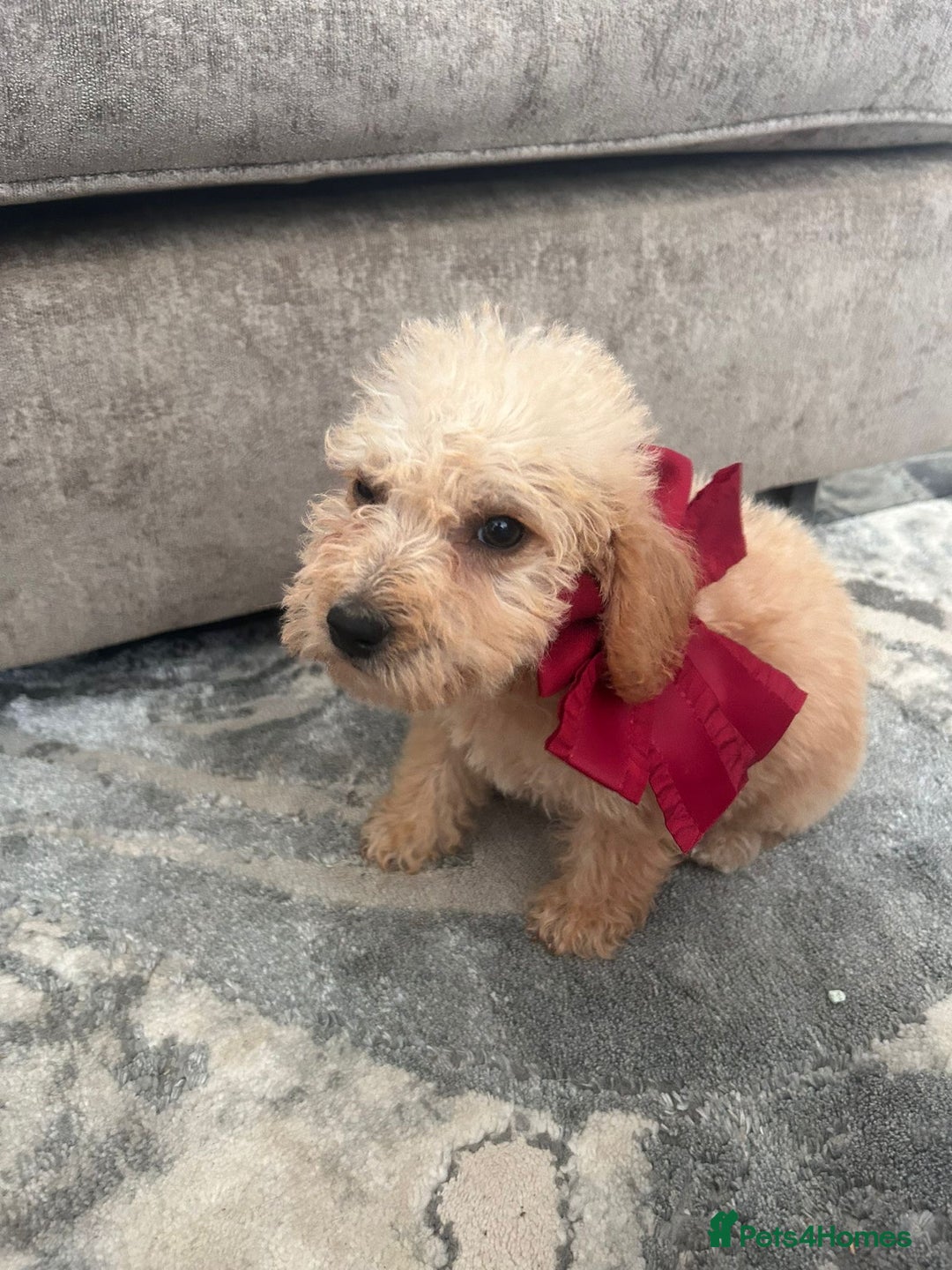 Jackapoo dogs for sale: Cream jackapoos f1b short legged  - Image 12