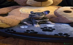 French Bulldog dogs for sale: FRENCH BULLDOG ** - Image 8