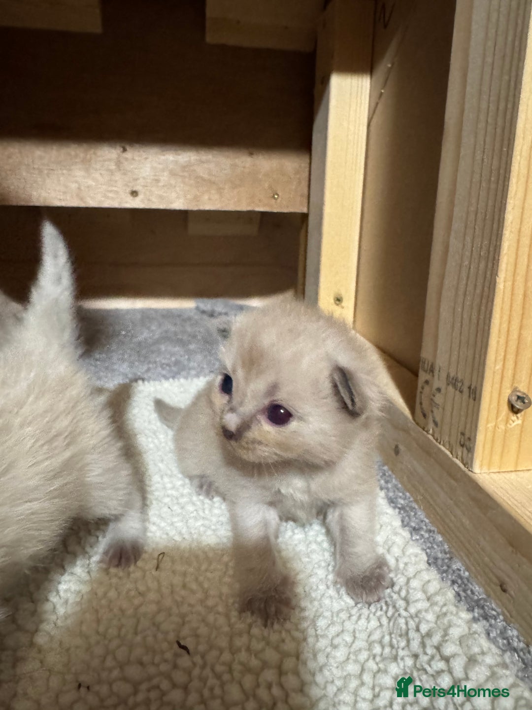 Ragdoll cats for sale: Ragdoll kittens for sale - Image 2