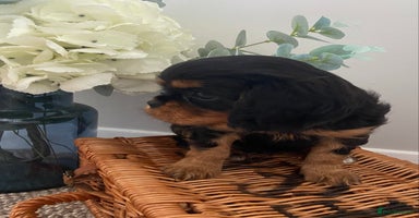 Cavalier King Charles Spaniel dogs - Advert 5