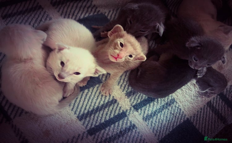 Siamese cats Lovely Siamese Kitten🩵❤️ - Advert 7