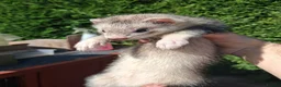 Ferret rodents for sale: Ferret kits - Advert 3