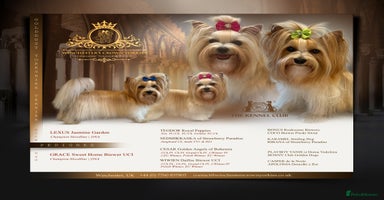Yorkshire Terrier dogs - Advert 12