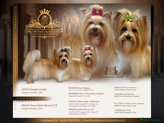 Yorkshire Terrier dogs - Advert 8