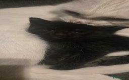 Mixed Breed cats for sale: 3 kittens looking for their forever homes.  - Image 4