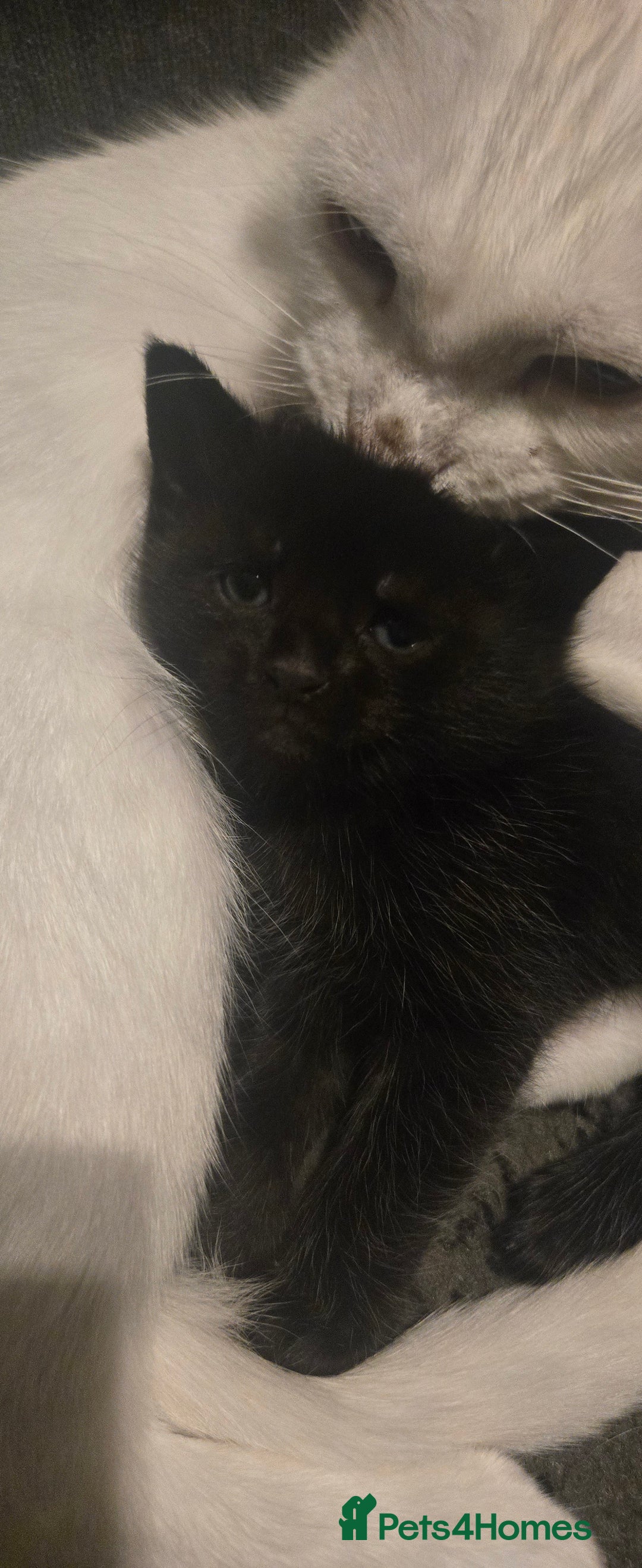 Mixed Breed cats for sale: 3 kittens looking for their forever homes.  - Image 4