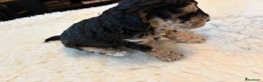 Cockapoo 3