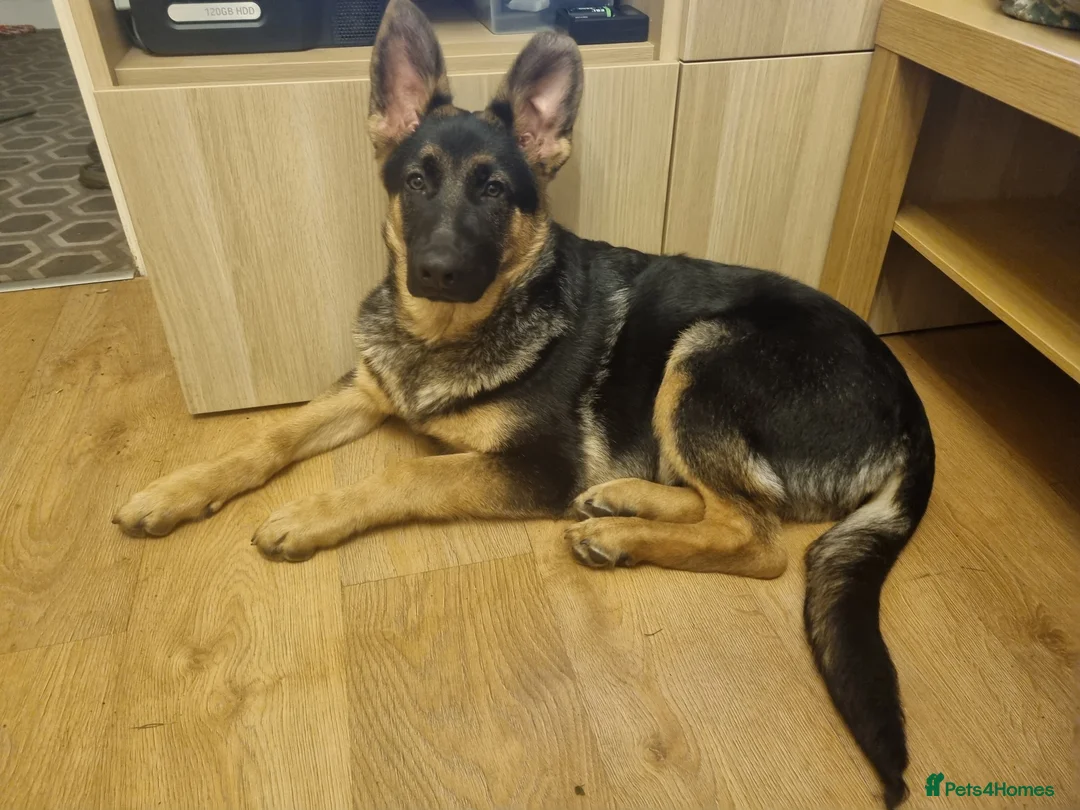 German Shepherd dogs for stud: Logan - Advert 12