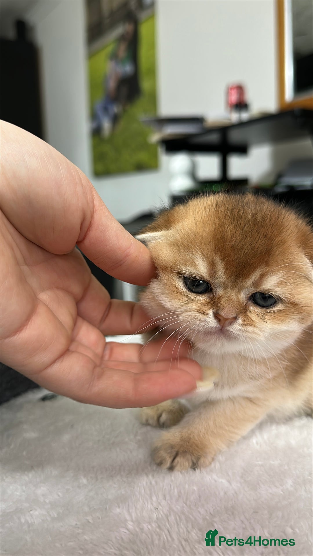 Scottish Fold cats for sale: Soft, Gentle Scottish Fold Girl  - Advert 2