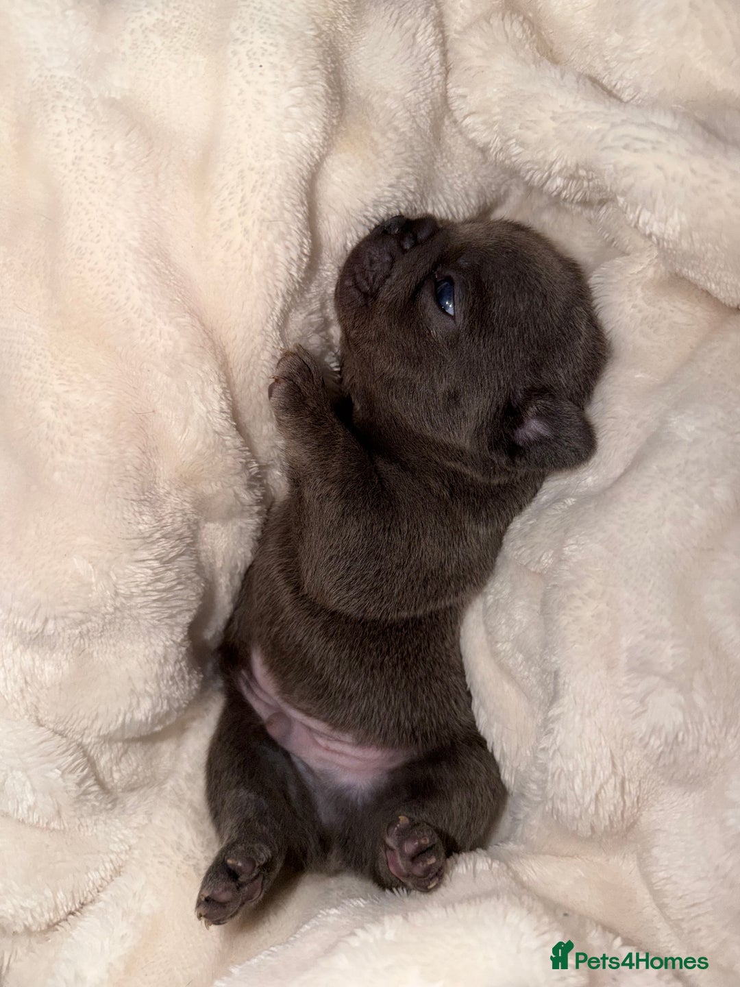 French Bulldog dogs for sale: French bulldog puppies  - Advert 11