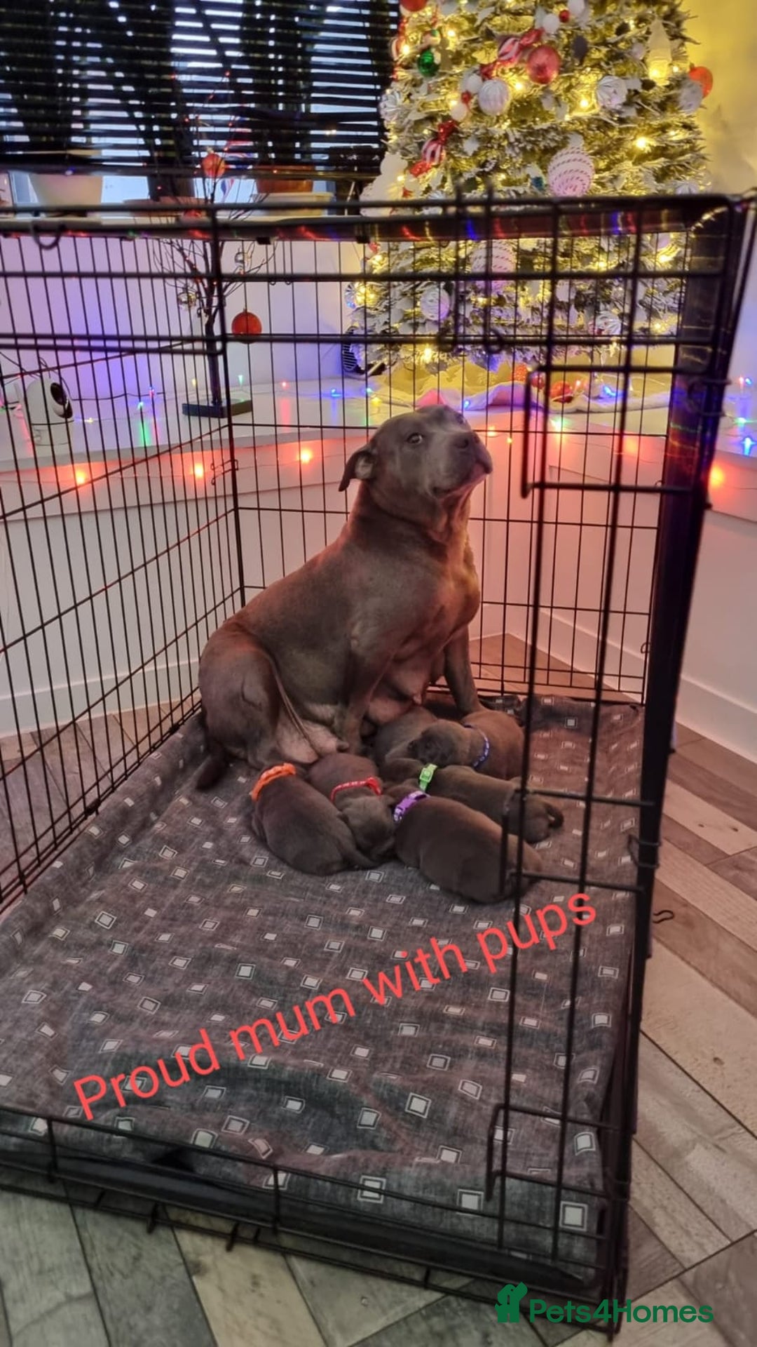 Staffordshire Bull Terrier dogs for sale: Beautifull blue staff puppies for sale  - Advert 1