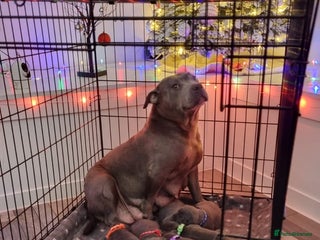 Staffordshire Bull Terrier dogs Beautifull blue staff puppies for sale - Advert 1