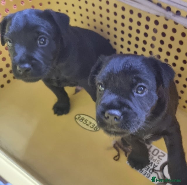 Patterdale Terrier dogs Patterdale puppy's  - Advert 1