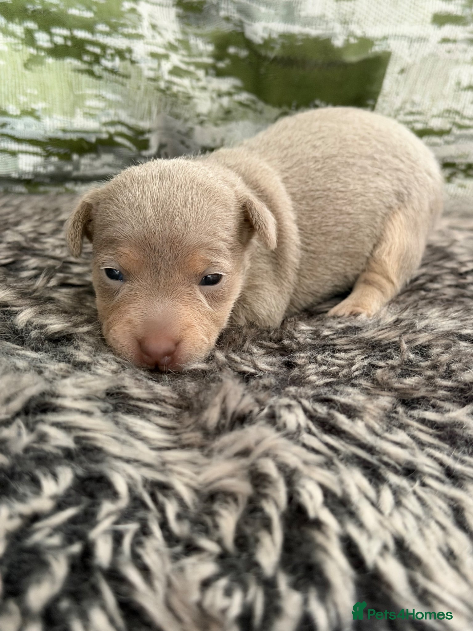 Jack Russell dogs for sale: DONJACKS - miniature health tested babies  - Advert 7